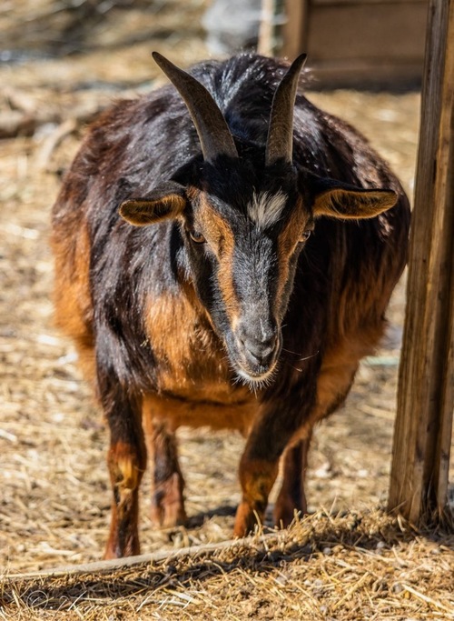 san-clemente-island-goats